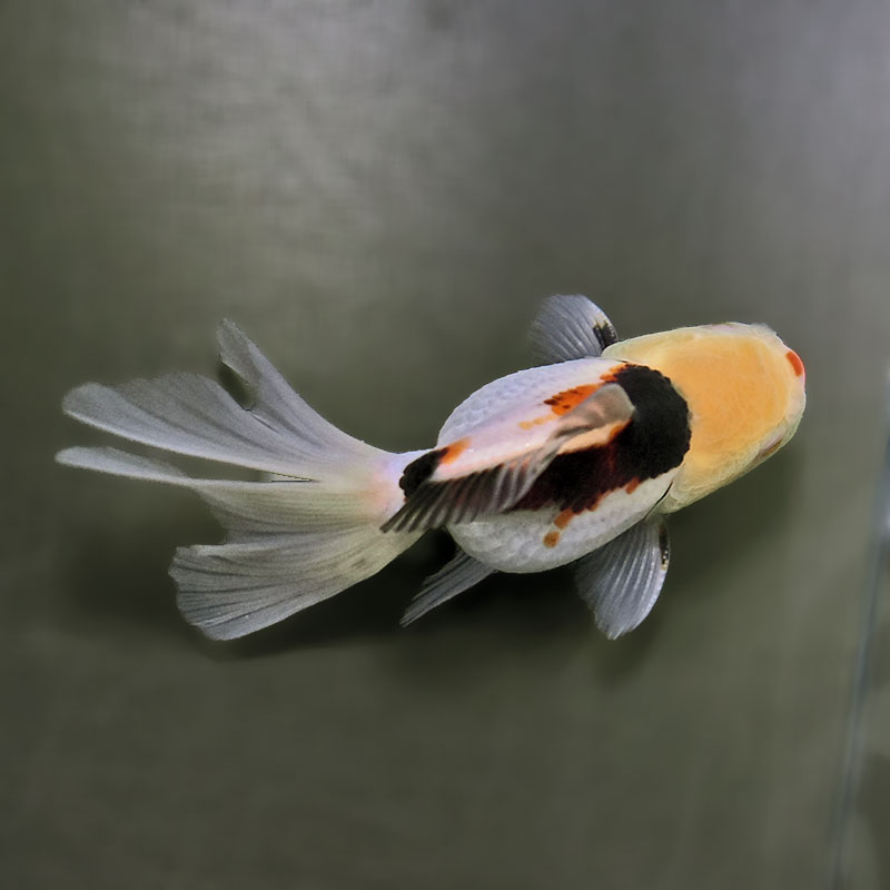 金魚王子】トリカラーオランダ 10±1cm前後 (個体番号：zaq702) 金魚