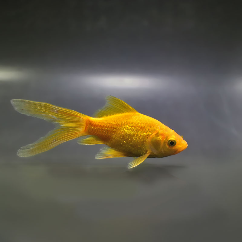 金魚王子】キラキラ 11cm前後 (個体番号：zaq892) 金魚 きんぎょ 生体