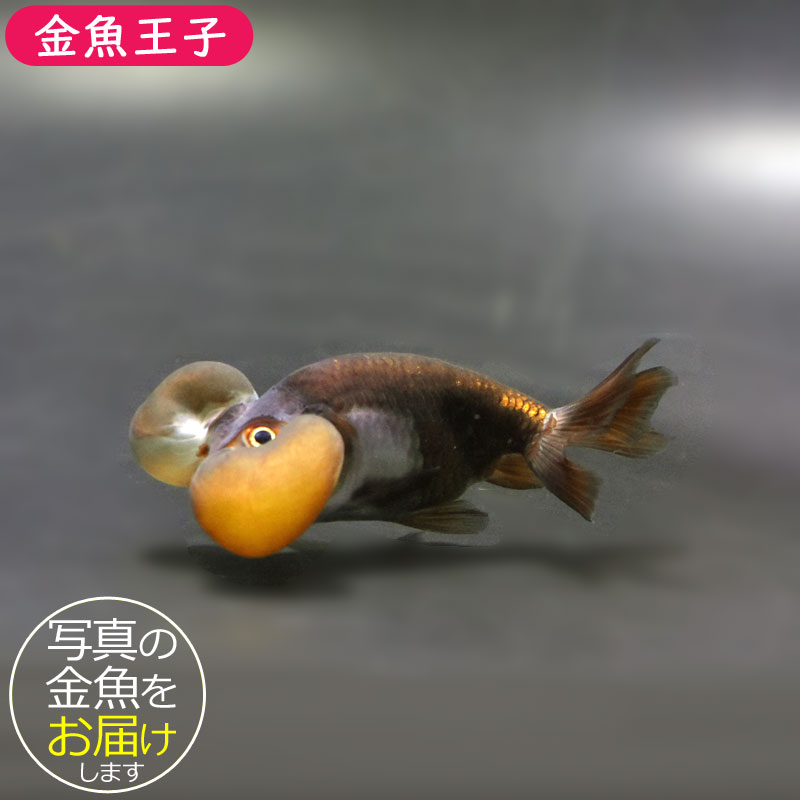 【金魚王子】メノウ水泡眼 8±1cm前後 (個体番号:cde634) 金魚 きんぎょ 生体 琉金 厳選個体