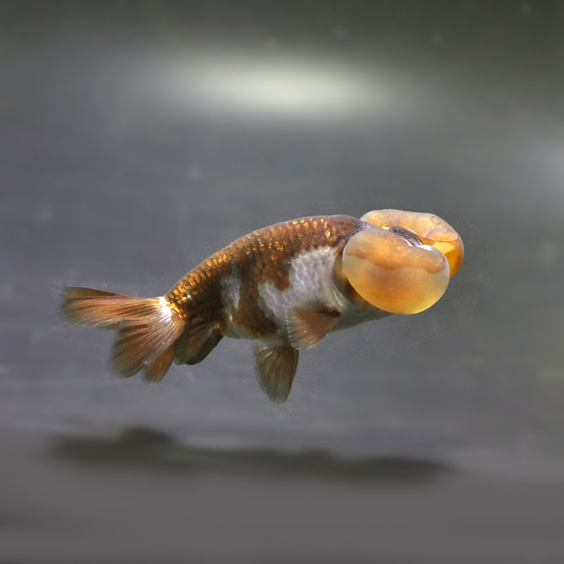 【金魚王子】メノウ水泡眼 8±1cm前後 (個体番号:cde634) 金魚 きんぎょ 生体 琉金 厳選個体