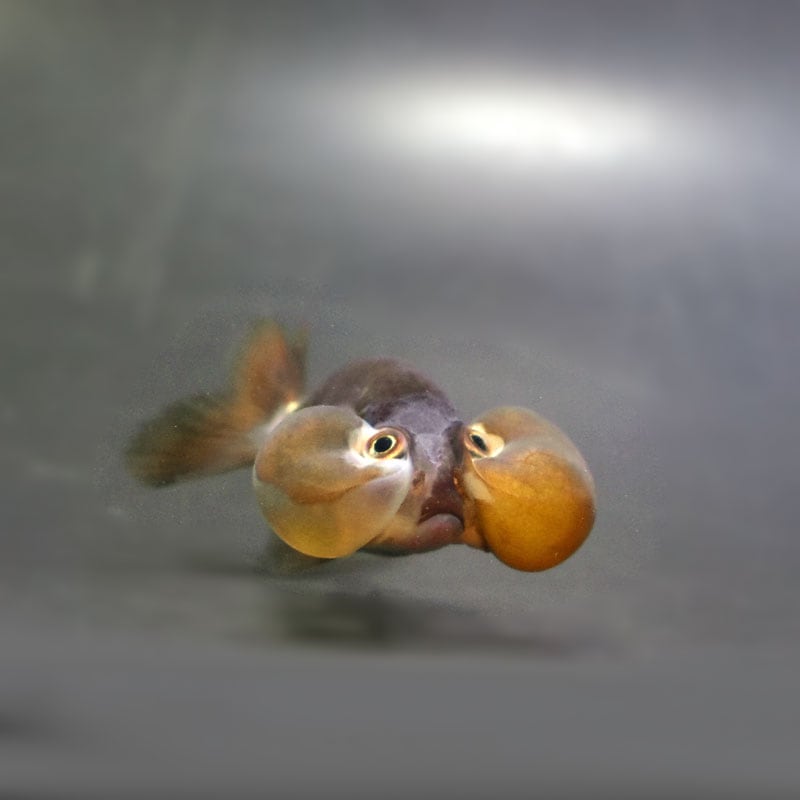 金魚王子】メノウ水泡眼 8±1cm前後 (個体番号：cde634) 金魚