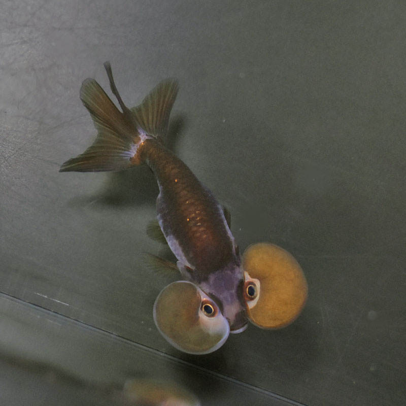 【金魚王子】メノウ水泡眼 8±1cm前後 (個体番号:cde634) 金魚 きんぎょ 生体 琉金 厳選個体