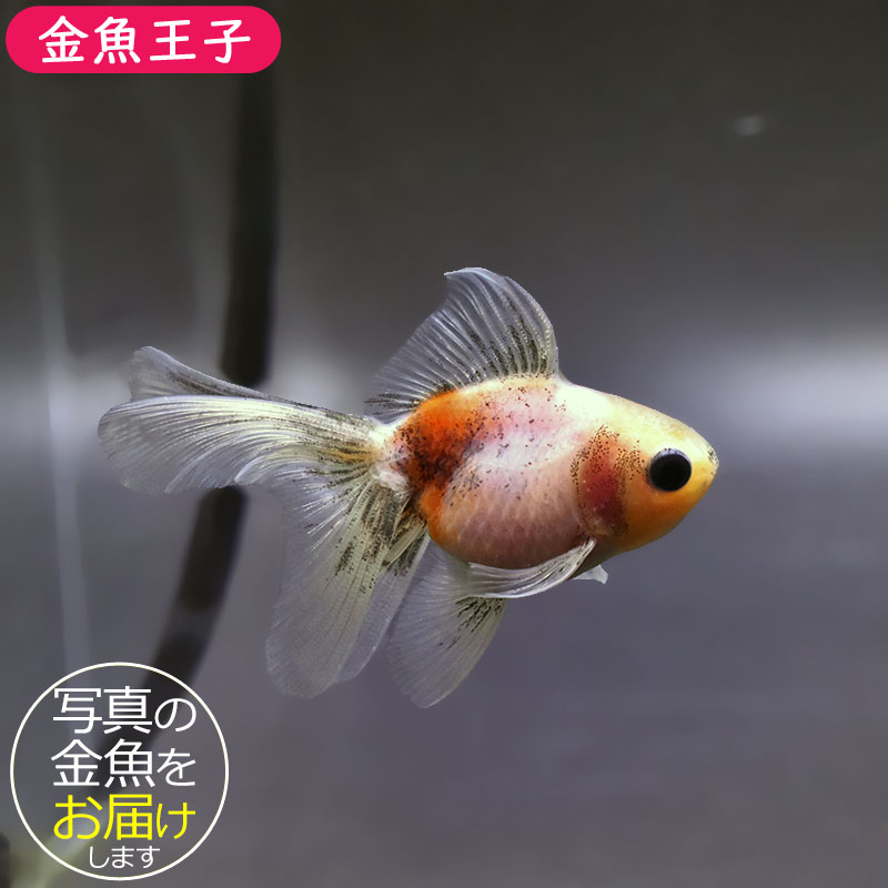 金魚 金魚王子】更紗三ツ尾和金 7.5～8cm前後 (個体番号：cde571) 金魚