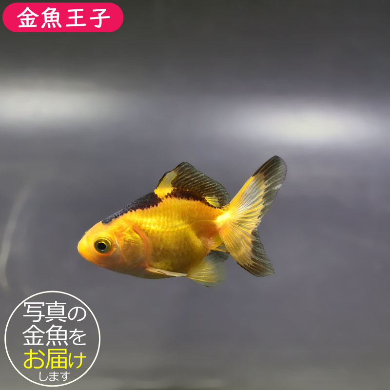 金魚王子】変わり柄琉金 6±1cm前後 (個体番号：xsw895) 金魚 きんぎょ
