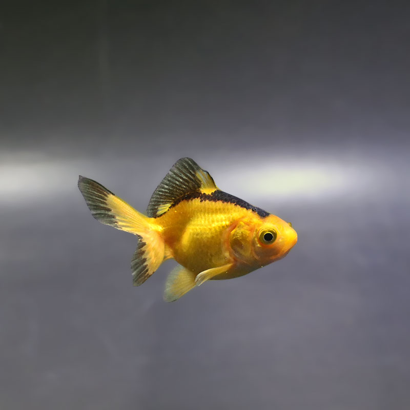 金魚王子】変わり柄琉金 6±1cm前後 (個体番号：xsw895) 金魚 きんぎょ