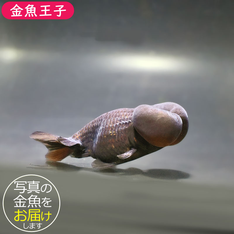 金魚王子】黒水泡眼 9.5cm前後 (個体番号：zaq165) 金魚 きんぎょ 生体