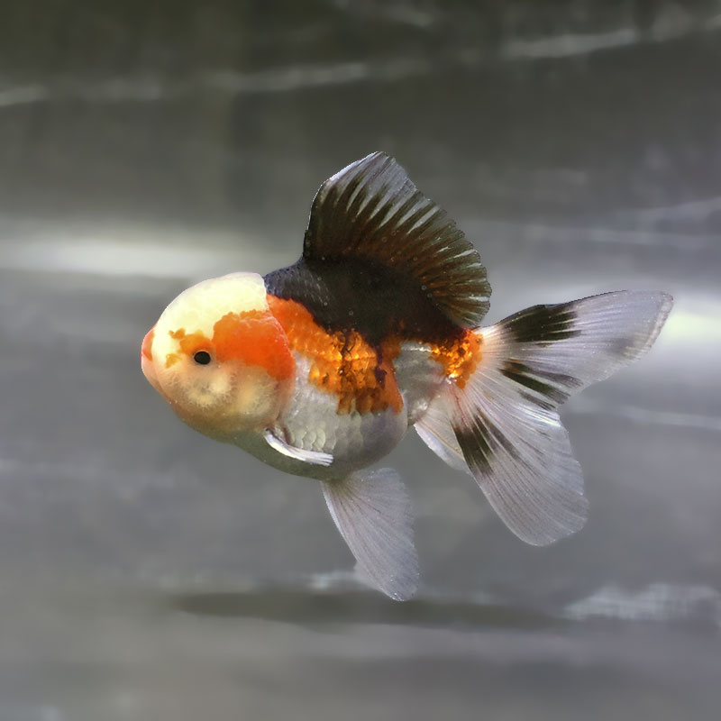 金魚王子】トリカラーオランダ 10±1cm前後 (個体番号：zaq703) 金魚