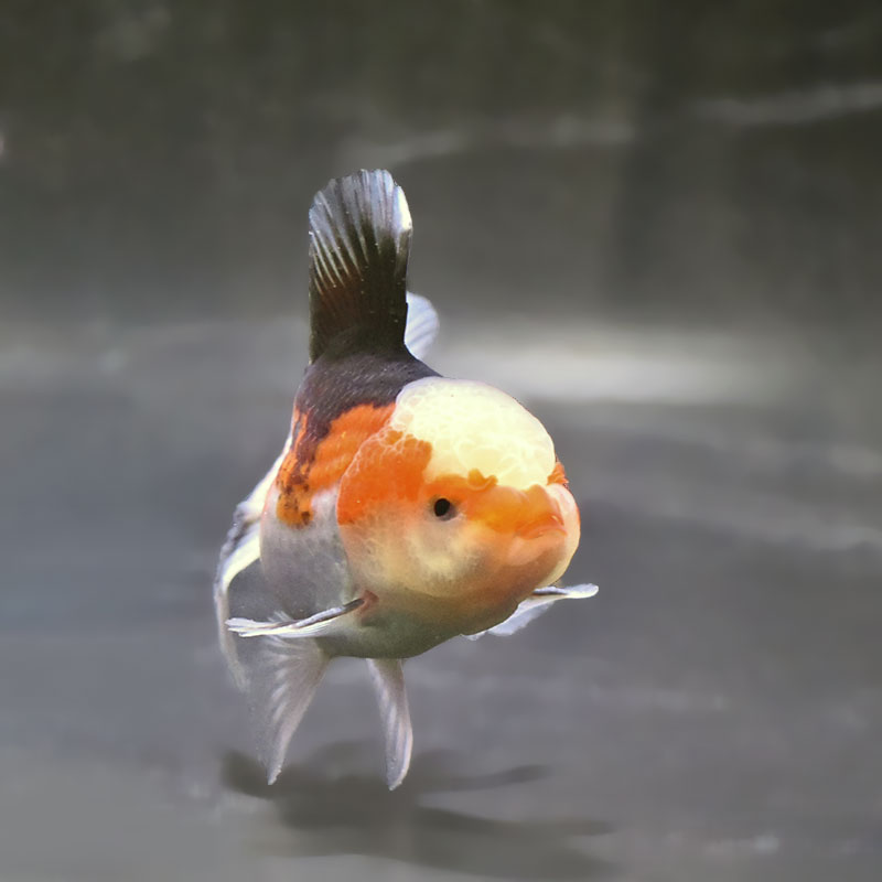 金魚王子】トリカラーオランダ 10±1cm前後 (個体番号：zaq703) 金魚