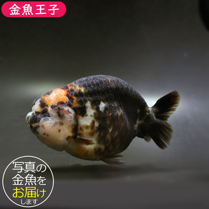 金魚王子】変わり柄らんちゅう 15cm前後 (個体番号：cde641) 金魚