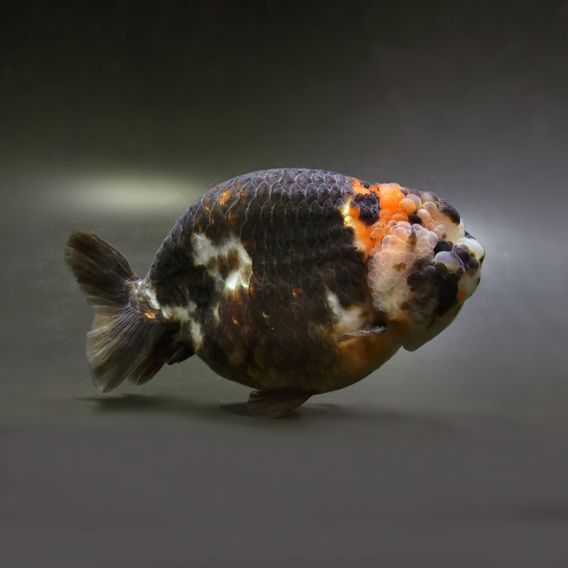 らんちゅう　金魚10〜15匹ほど 金魚王子】変わり柄らんちゅう 15cm前後 (個体番号：cde641) 金魚