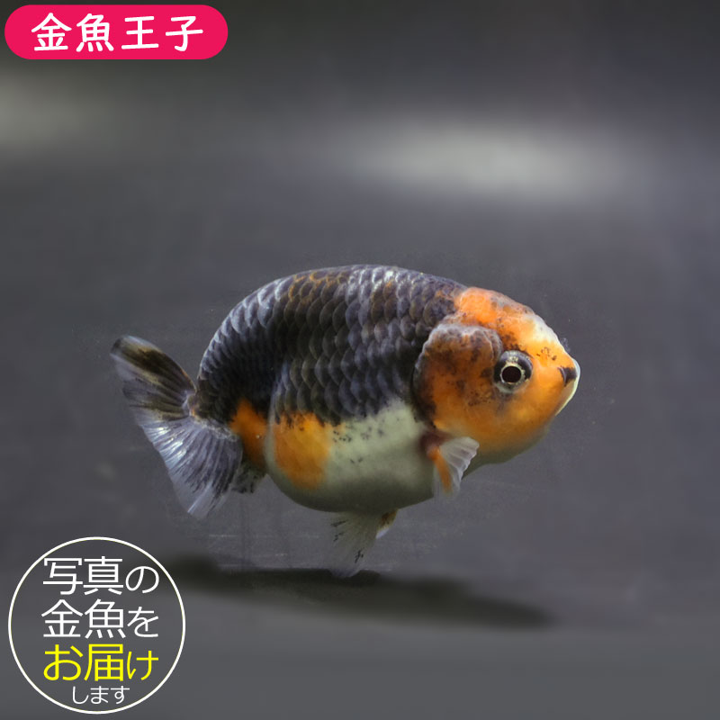 金魚王子】キリンらんちゅう 8±1cm前後 (個体番号：cde951) 金魚