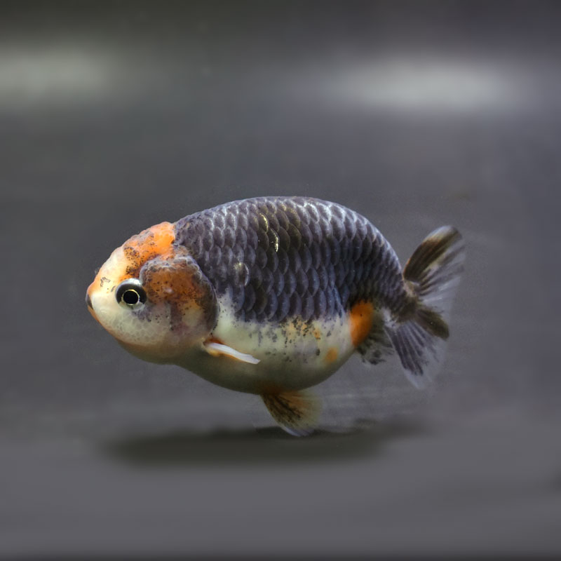 金魚王子】キリンらんちゅう 8±1cm前後 (個体番号：cde951) 金魚
