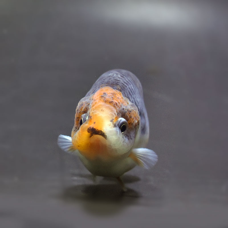 金魚王子】キリンらんちゅう 8±1cm前後 (個体番号：cde951) 金魚