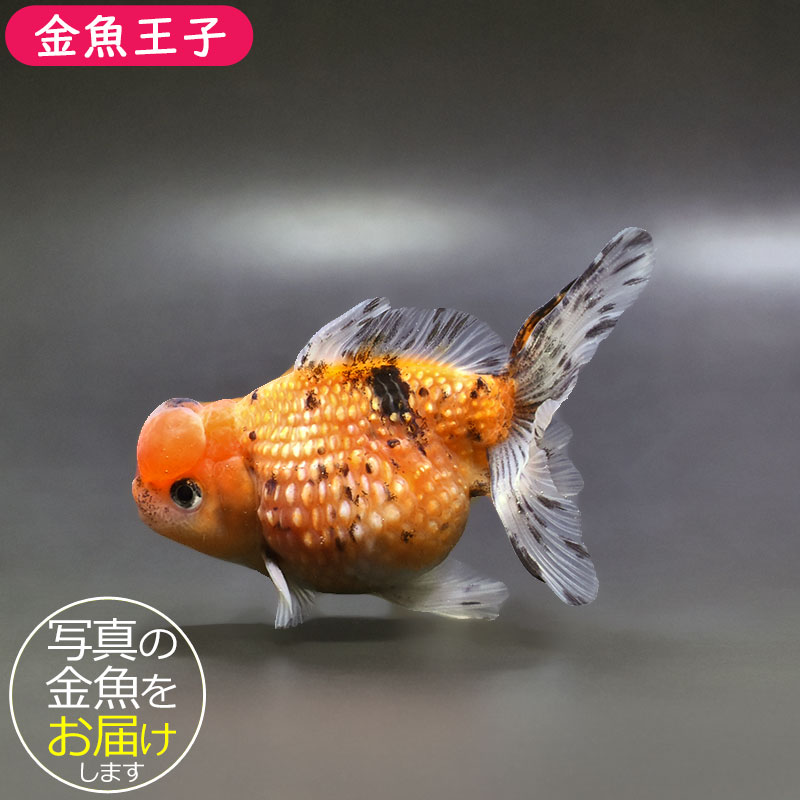金魚王子】キャリコ浜錦 10±1cm前後 (個体番号：xsw385) 金魚 きんぎょ