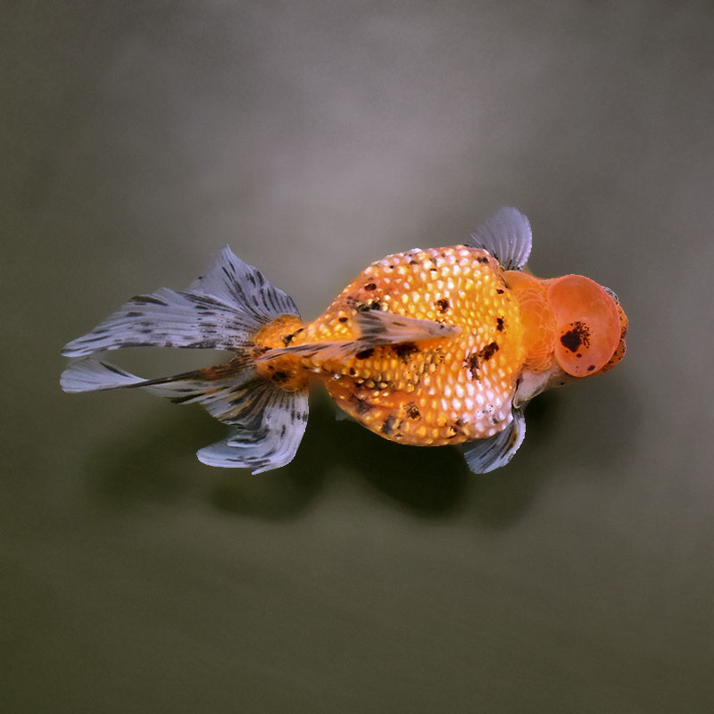 金魚王子】キャリコ浜錦 10±1cm前後 (個体番号：xsw385) 金魚 きんぎょ