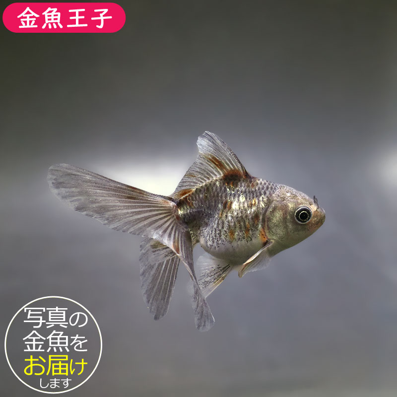 金魚王子】ハーフムーンオランダ 8.5±1cm前後 (個体番号：xsw743) 金魚