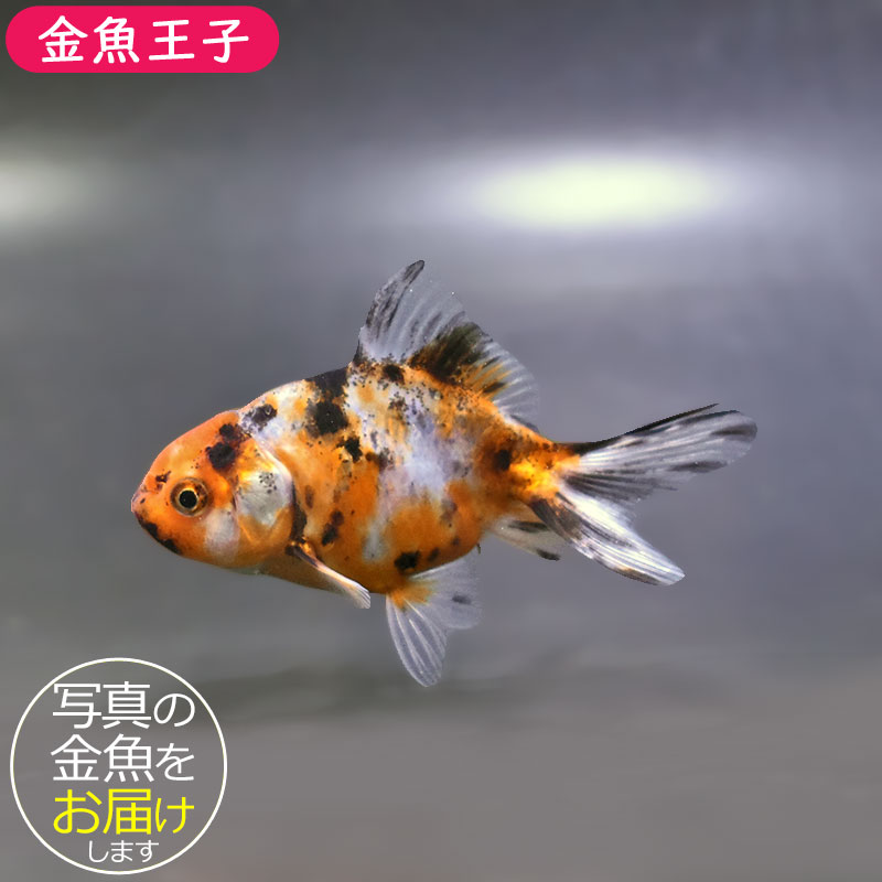 金魚王子】東錦 9±1cm前後 (個体番号：xsw901) 金魚 きんぎょ 生体