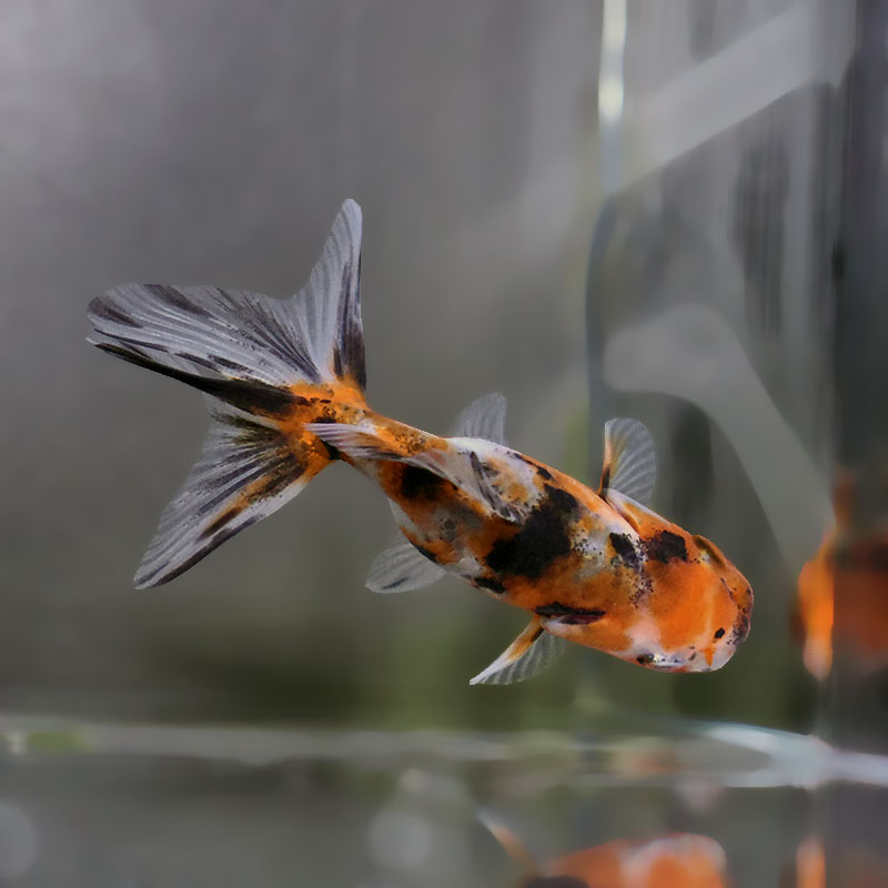 金魚王子】東錦 9±1cm前後 (個体番号：xsw901) 金魚 きんぎょ 生体