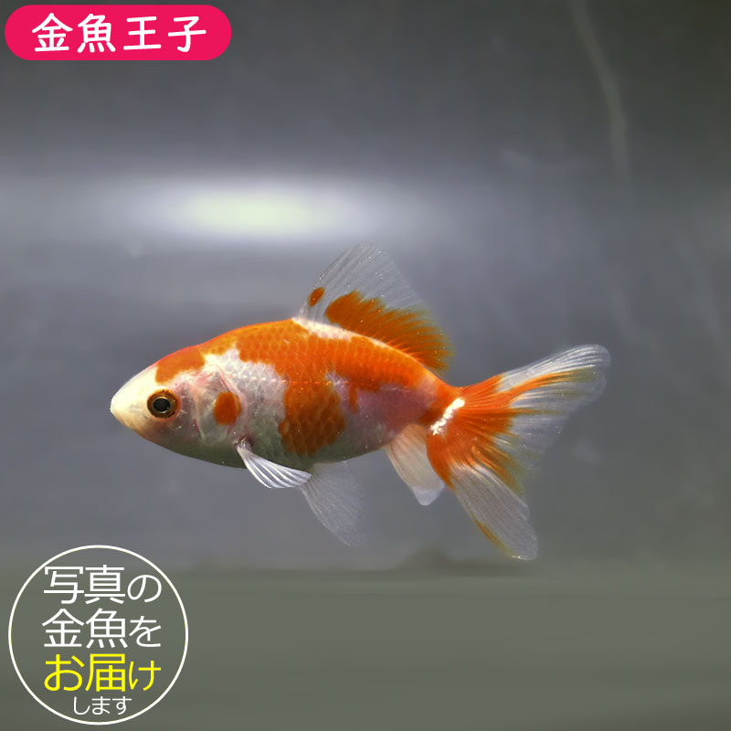 金魚王子】東海錦 9.5cm前後 (個体番号：zaq115) 金魚 きんぎょ 生体