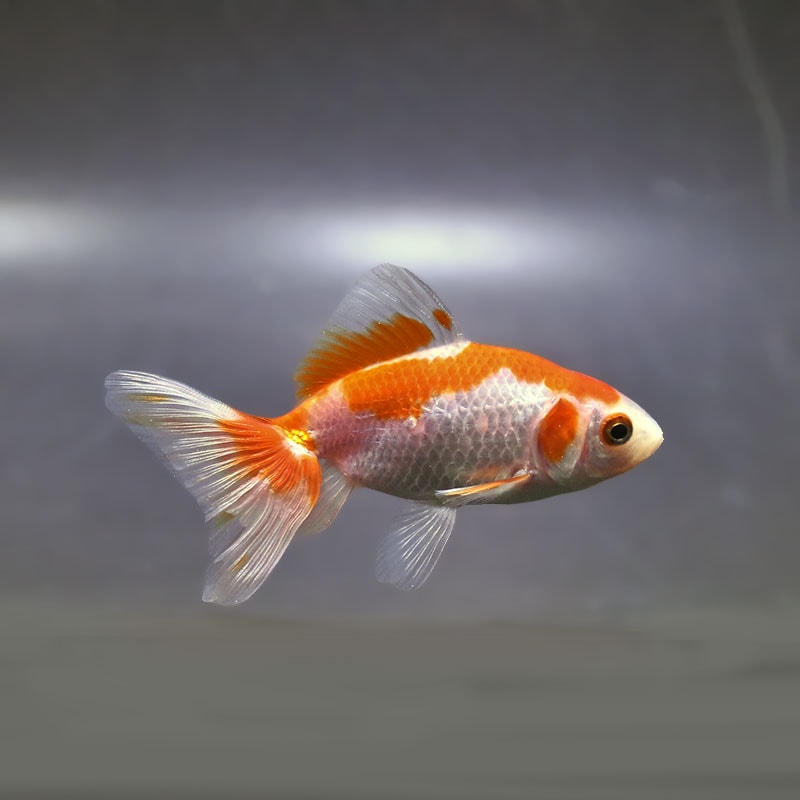 金魚王子】東海錦 9.5cm前後 (個体番号：zaq115) 金魚 きんぎょ 生体
