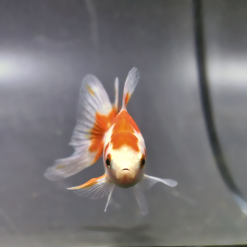 きんぎょ 金魚王子】東海錦 9.5cm前後 (個体番号：zaq115) 金魚 きんぎょ 生体