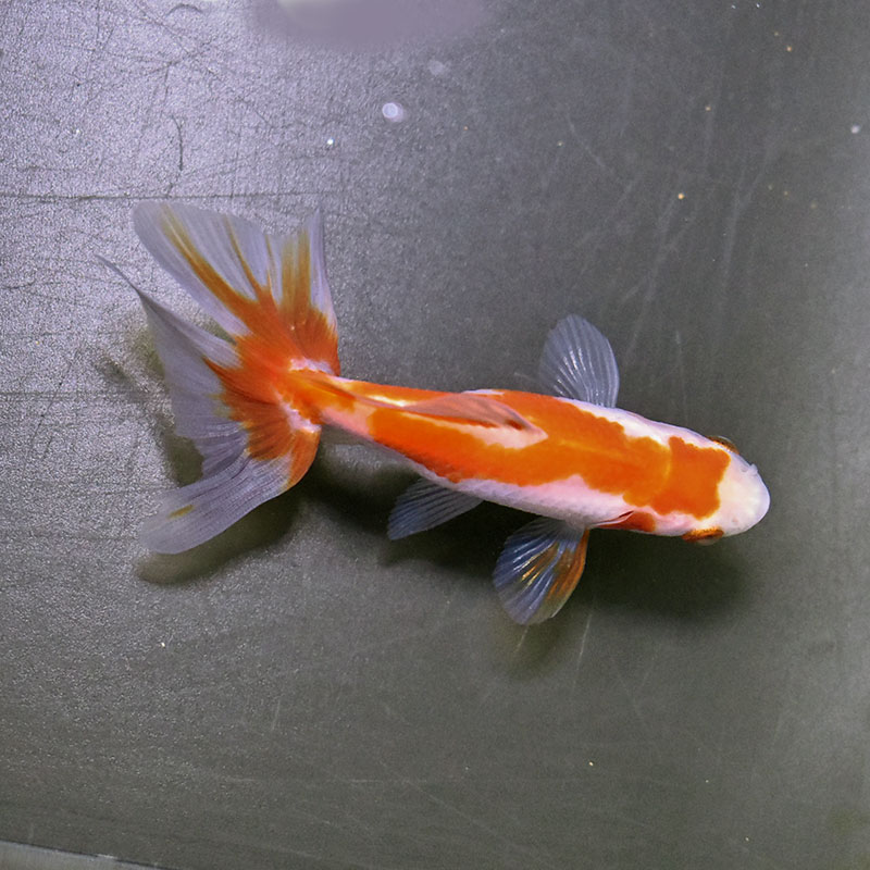 金魚王子】東海錦 9.5cm前後 (個体番号：zaq115) 金魚 きんぎょ 生体