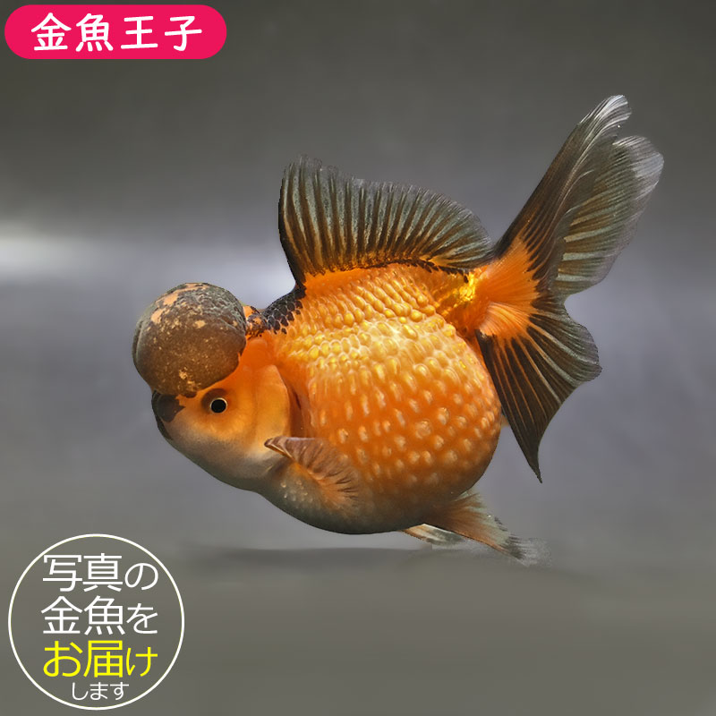 金魚王子】高頭パール 12.5cm前後 (個体番号：zaq343) 金魚 きんぎょ