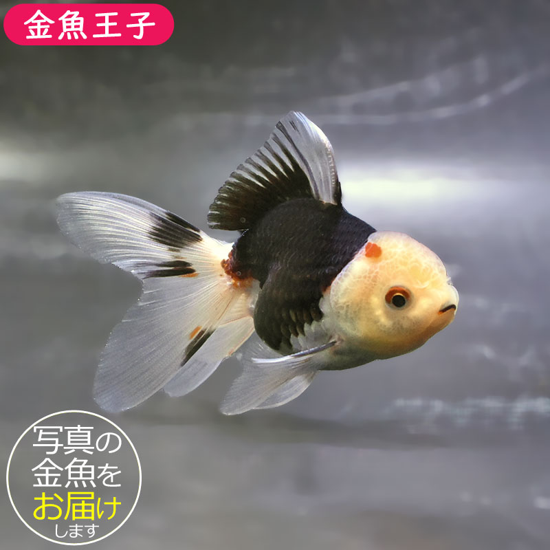 金魚王子】トリカラーオランダ 10±1cm前後 (個体番号：zaq704) 金魚