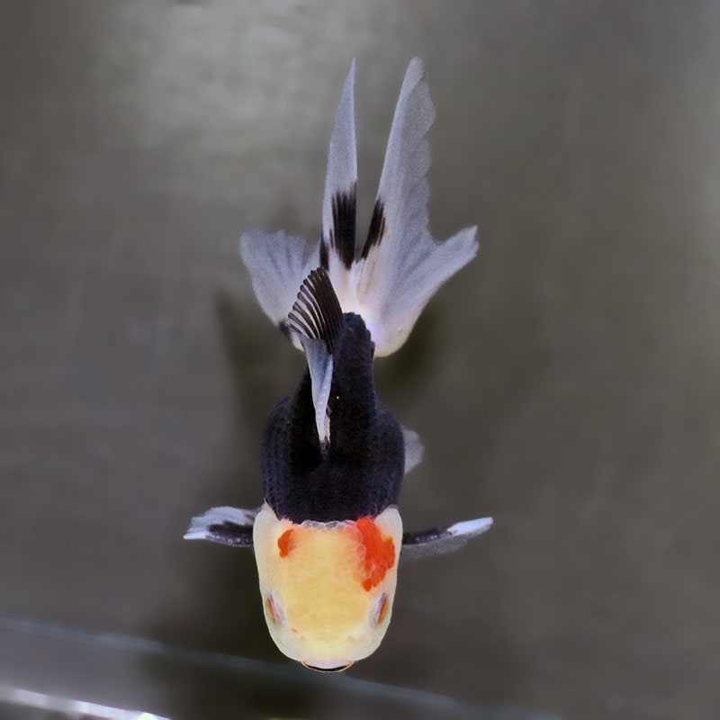 金魚王子】トリカラーオランダ 10±1cm前後 (個体番号：zaq704) 金魚