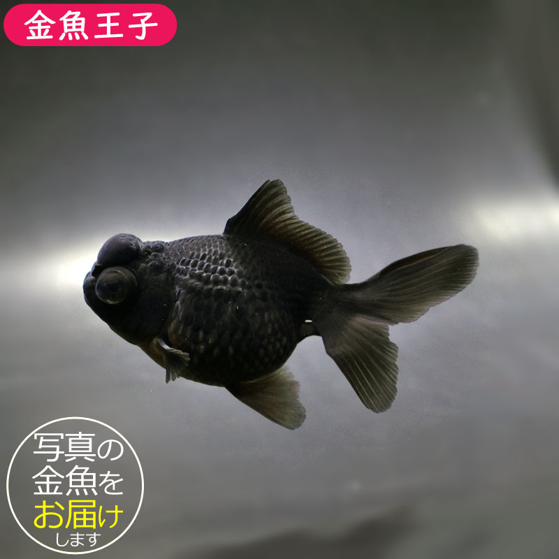 【金魚王子】黒出目パール（黒竜） 9～9.5cm前後 (個体番号：cde784) 金魚 きんぎょ 生体 パールスケール 厳選個体