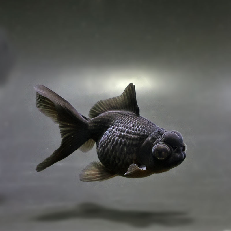 【金魚王子】黒出目パール（黒竜） 9～9.5cm前後 (個体番号：cde784) 金魚 きんぎょ 生体 パールスケール 厳選個体