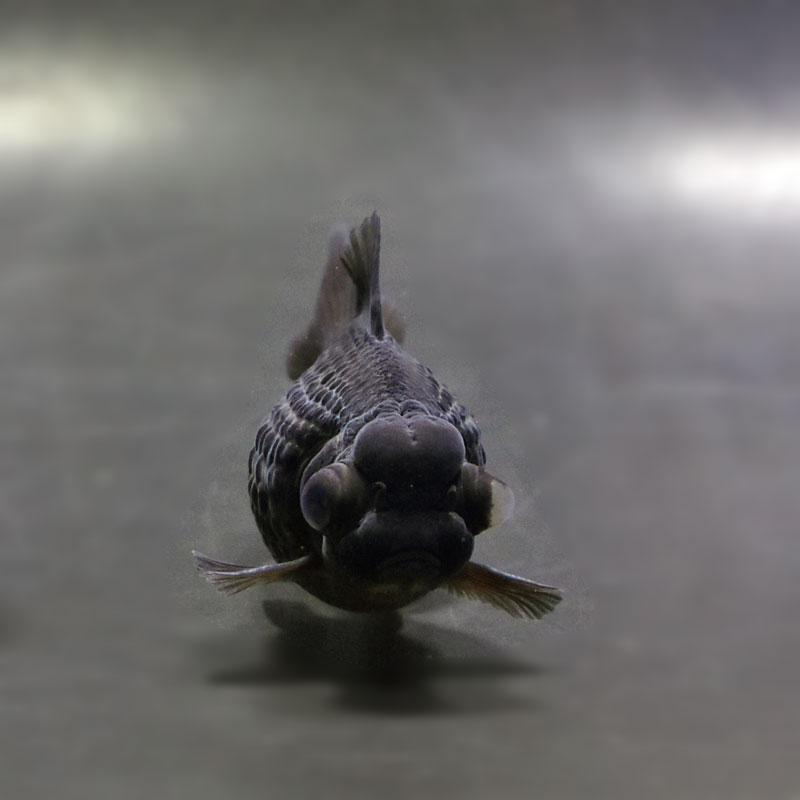 【金魚王子】黒出目パール（黒竜） 9～9.5cm前後 (個体番号：cde784) 金魚 きんぎょ 生体 パールスケール 厳選個体