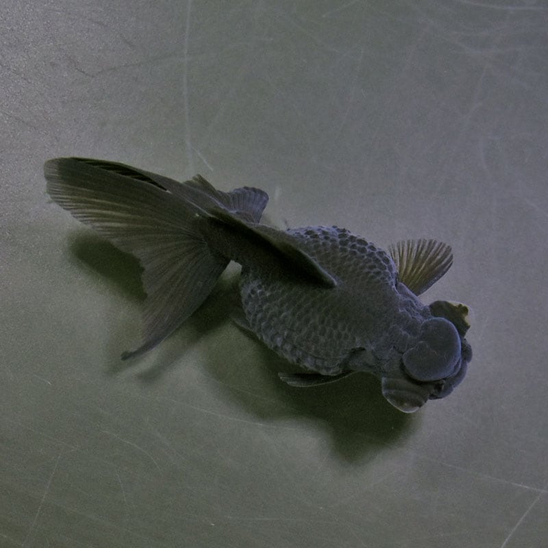 【金魚王子】黒出目パール（黒竜） 9～9.5cm前後 (個体番号：cde784) 金魚 きんぎょ 生体 パールスケール 厳選個体