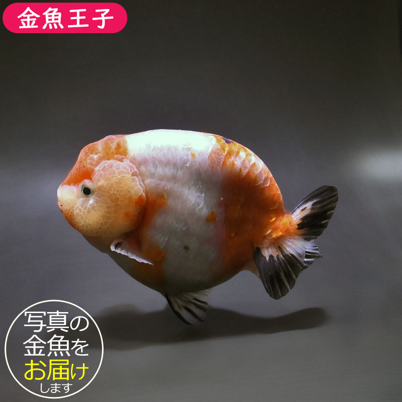 金魚王子】桜錦 12.5cm前後 (個体番号：xsw391) 金魚 きんぎょ 生体
