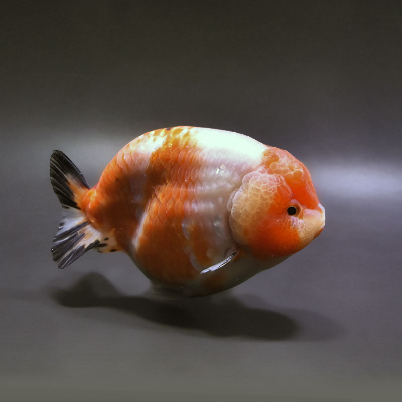 金魚王子】桜錦 12.5cm前後 (個体番号：xsw391) 金魚 きんぎょ 生体
