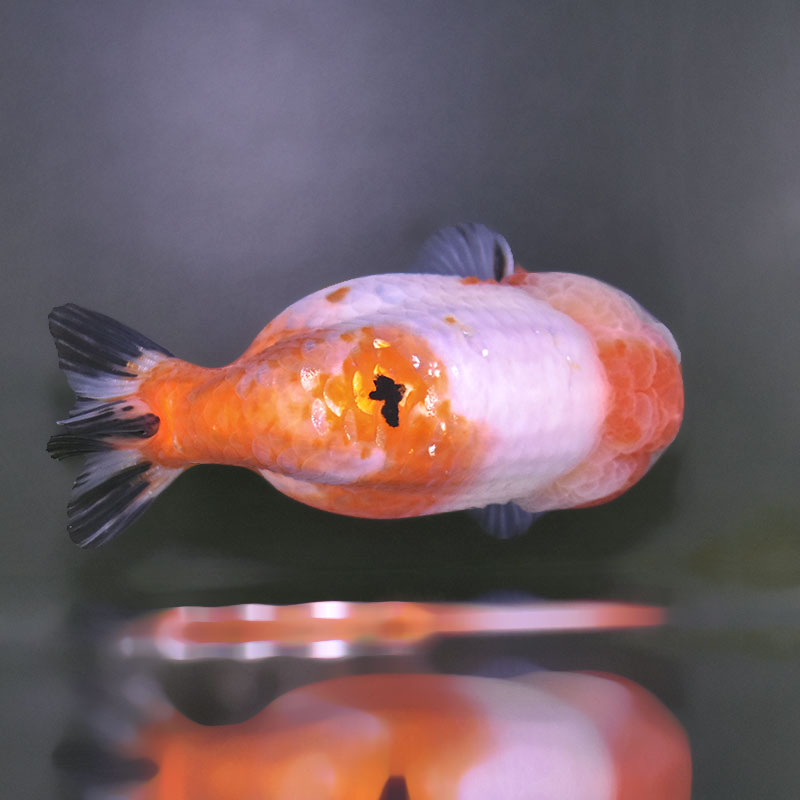 金魚王子】桜錦 12.5cm前後 (個体番号：xsw391) 金魚 きんぎょ 生体