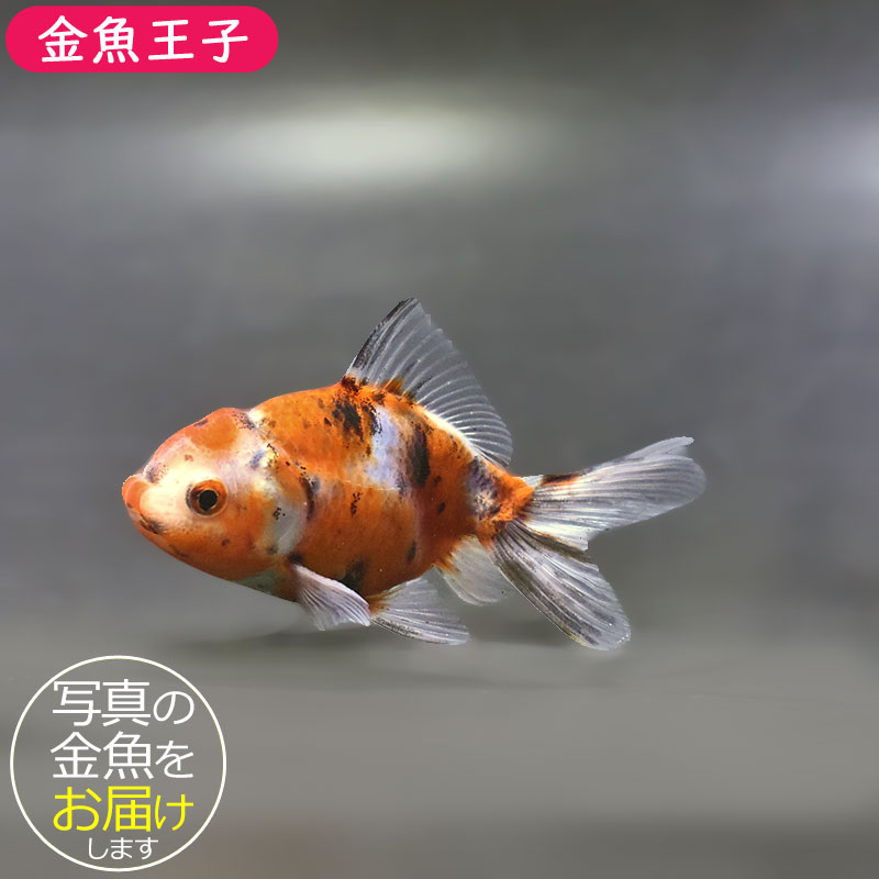 金魚王子】東錦 9±1cm前後 (個体番号：xsw902) 金魚 きんぎょ 生体