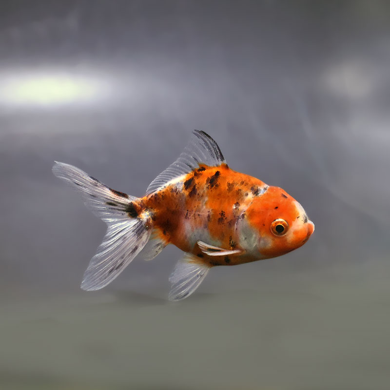 金魚王子】東錦 9±1cm前後 (個体番号：xsw902) 金魚 きんぎょ 生体
