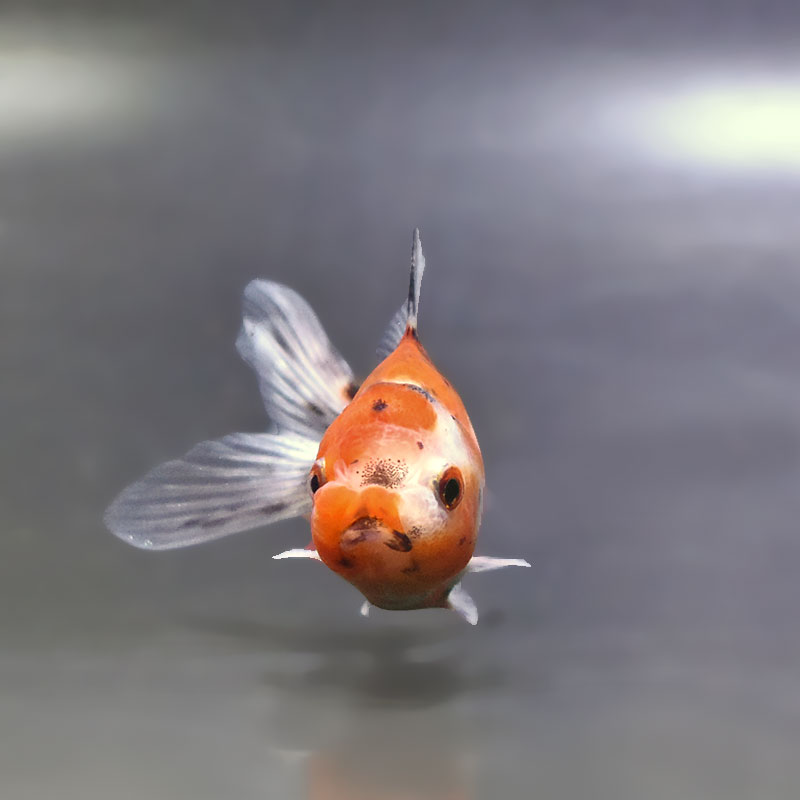 金魚王子】東錦 9±1cm前後 (個体番号：xsw902) 金魚 きんぎょ 生体