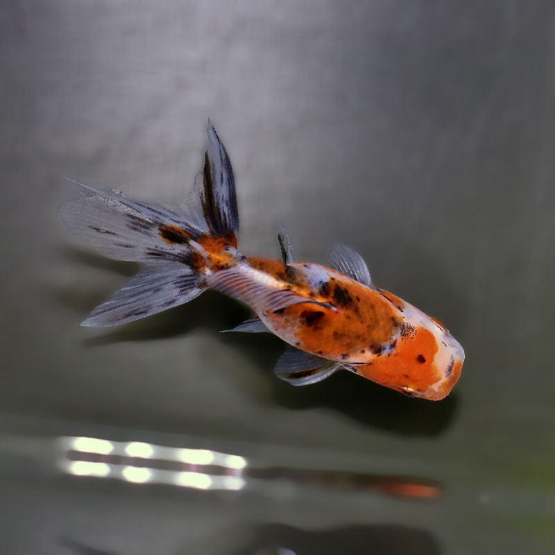 金魚王子】東錦 9±1cm前後 (個体番号：xsw902) 金魚 きんぎょ 生体