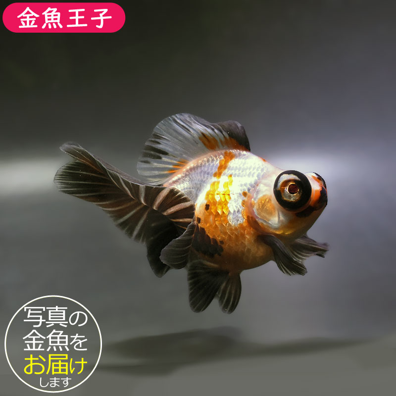 金魚王子】三色蝶尾 11.5cm前後 (個体番号：zaq171) 金魚 きんぎょ