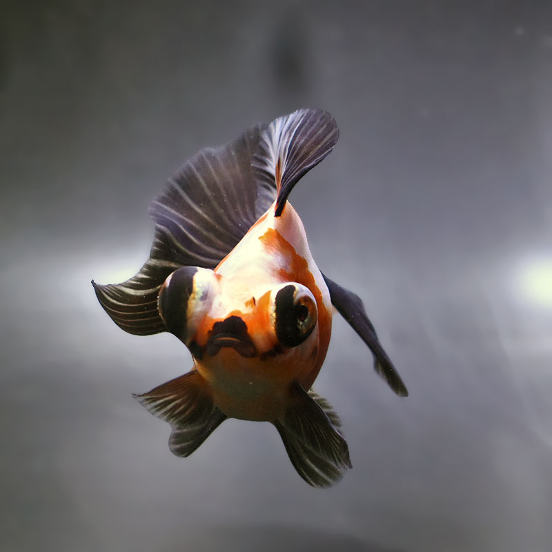 金魚王子】三色蝶尾 11.5cm前後 (個体番号：zaq171) 金魚 きんぎょ