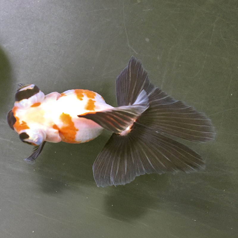 金魚王子】三色蝶尾 11.5cm前後 (個体番号：zaq171) 金魚 きんぎょ