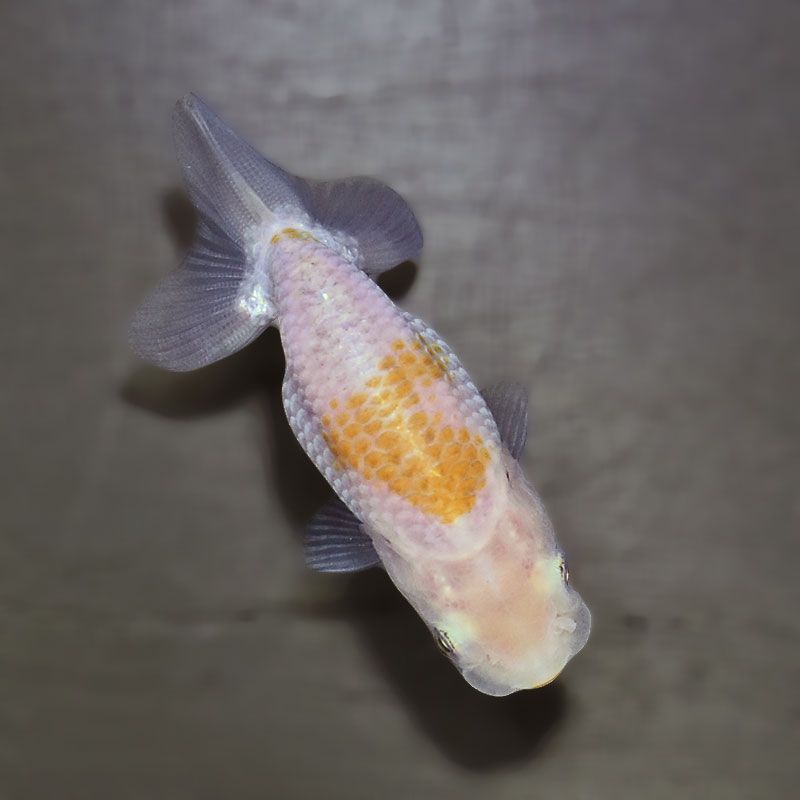 金魚王子】更紗らんちゅう 7.5±1cm前後 (個体番号：zaq361) 金魚