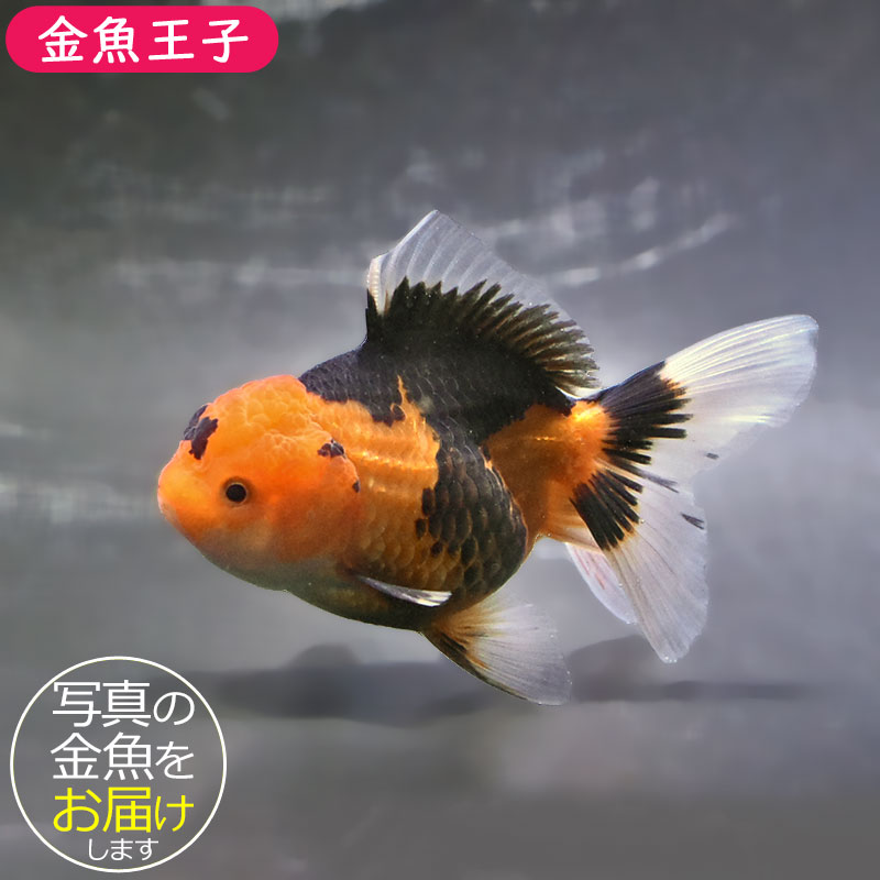 金魚王子】トリカラーオランダ 10±1cm前後 (個体番号：zaq705) 金魚