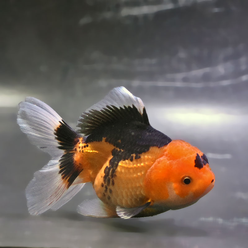 金魚王子】トリカラーオランダ 10±1cm前後 (個体番号：zaq705) 金魚