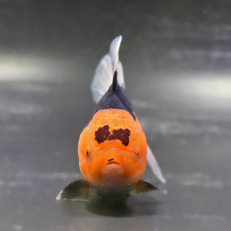 金魚王子】トリカラーオランダ 10±1cm前後 (個体番号：zaq705) 金魚