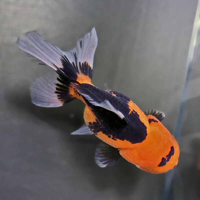 金魚王子】トリカラーオランダ 10±1cm前後 (個体番号：zaq705) 金魚