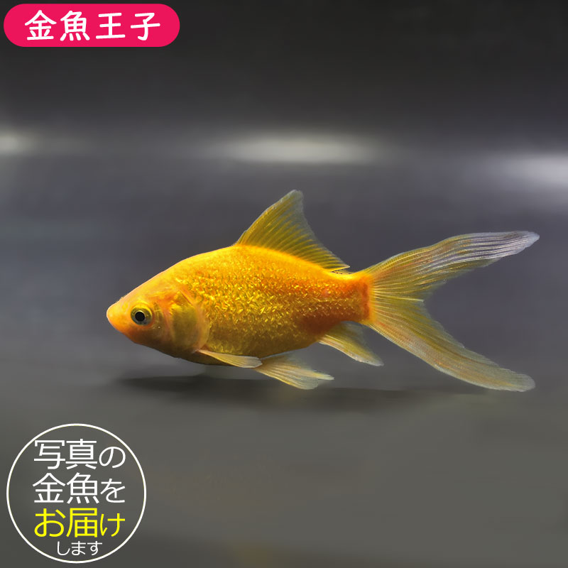 金色の大きい魚 小木管新 金魚王子】キラキラ 12cm前後 (個体番号：zaq895) 金魚 きんぎょ 生体