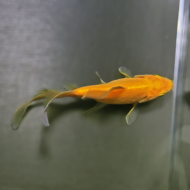 金魚王子】キラキラ 12cm前後 (個体番号：zaq895) 金魚 きんぎょ 生体